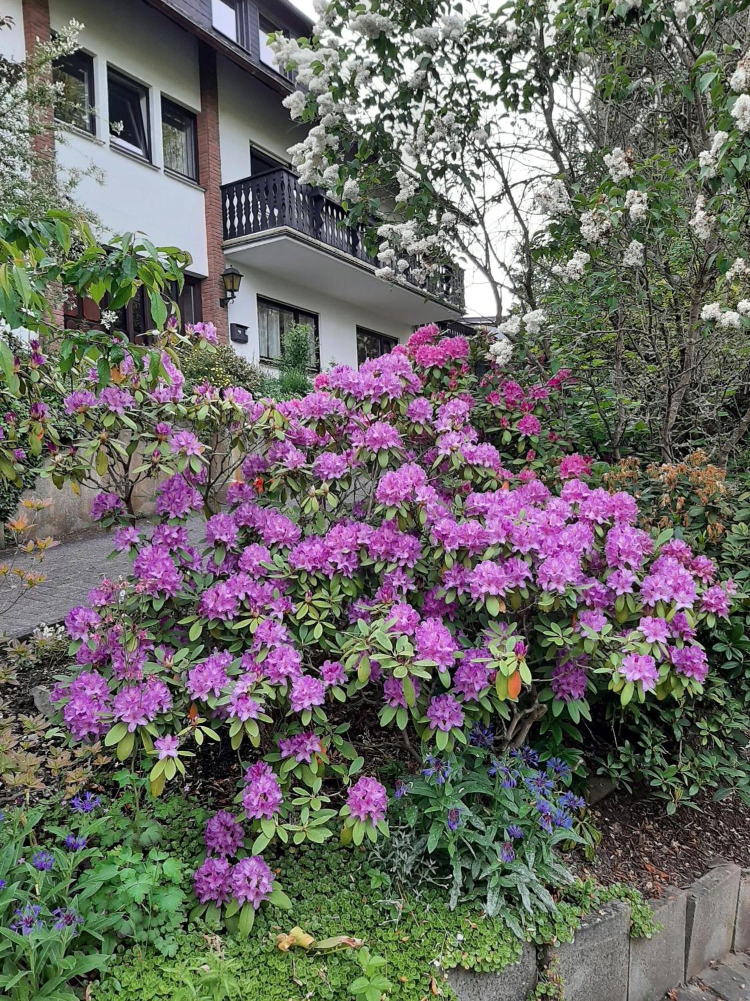 Ferienwohnung Bergblick Hallenberg Buitenkant foto